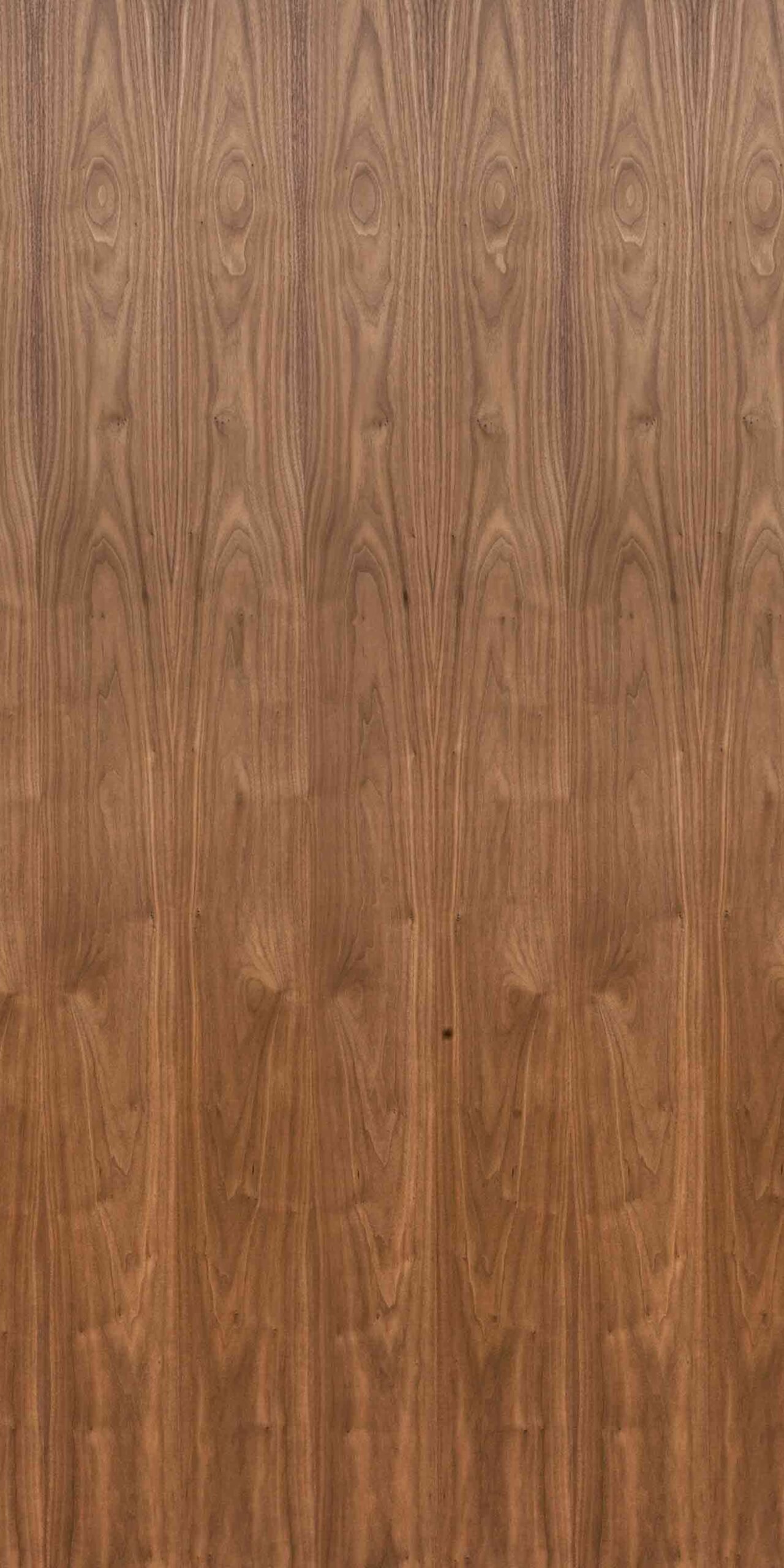 American Walnut | NV-431