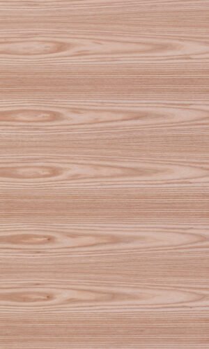 American red elm | V430