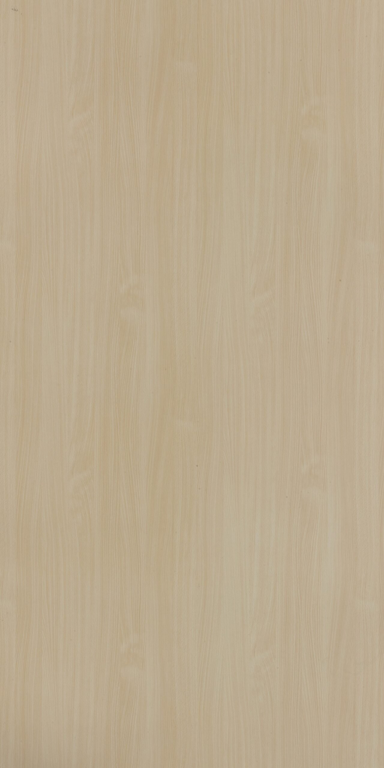 Bodensee Beech | 303 SU